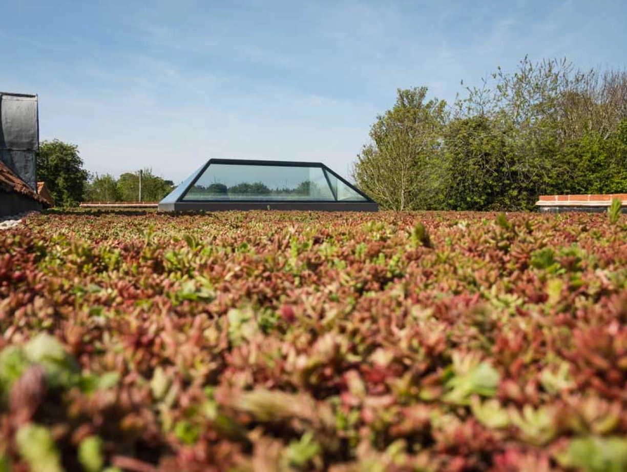 A lush green roof covered in sedum plants, with a modern glass skylight peeking through. In the background, trees and clear blue sky are visible.