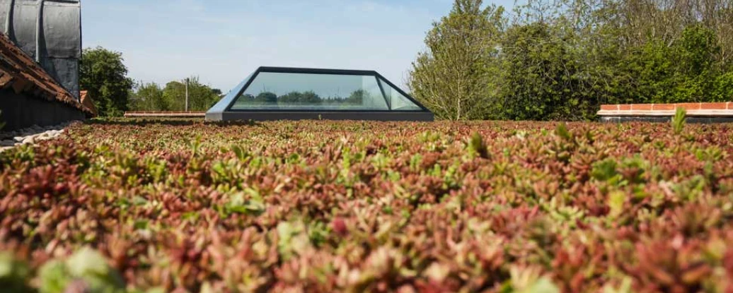 A lush green roof covered in sedum plants, with a modern glass skylight peeking through. In the background, trees and clear blue sky are visible.