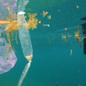 Polluted underwater scene featuring plastic debris, including a pink plastic bag and a clear plastic bottle, surrounded by strands of seaweed and marine life.