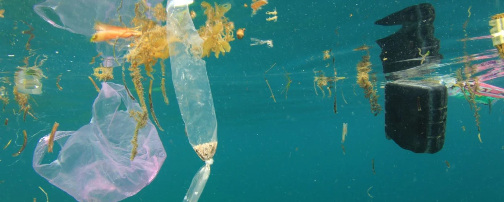 Polluted underwater scene featuring plastic debris, including a pink plastic bag and a clear plastic bottle, surrounded by strands of seaweed and marine life.